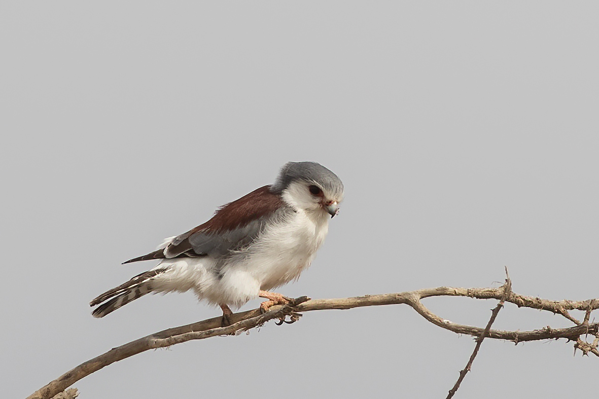 Pygmy Falcon